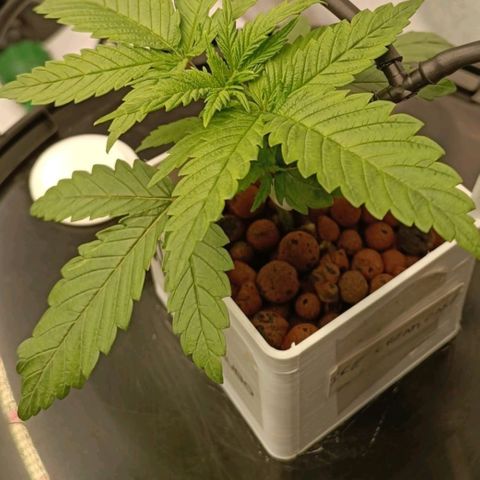 Ice Cream Cake growlog timeline photo