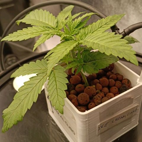 Ice Cream Cake growlog timeline photo
