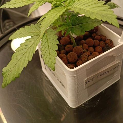 Mamba Negra growlog timeline photo