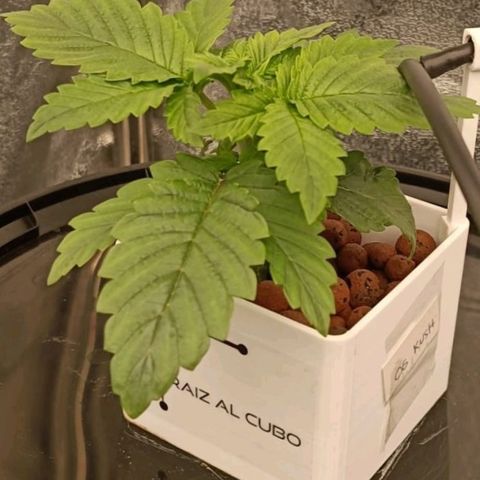 OG Kush growlog timeline photo