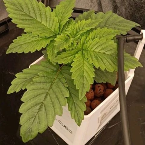 OG Kush growlog timeline photo