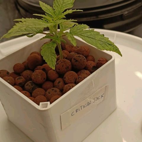 Critical Jack growlog timeline photo