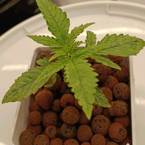 Critical Jack growlog timeline photo