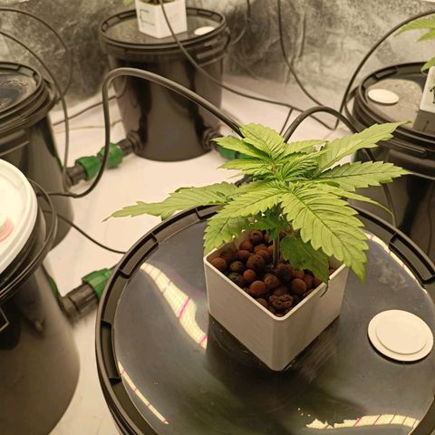 White Widow growlog timeline photo