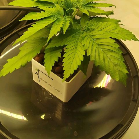White Widow growlog timeline photo