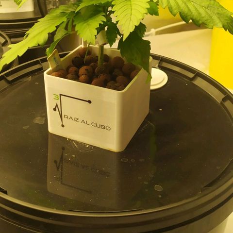 White Widow growlog timeline photo