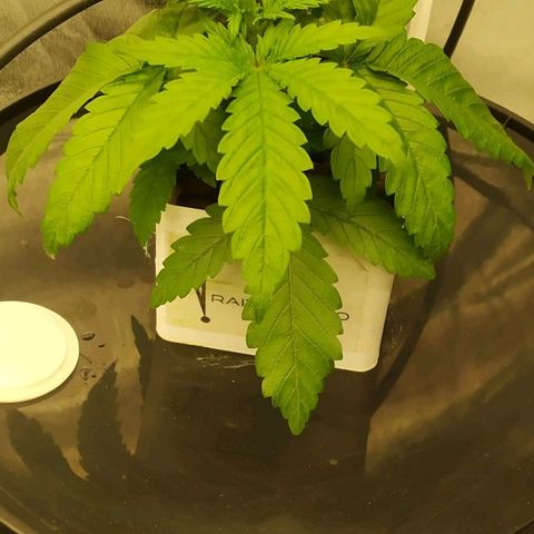 Ice Cream Cake growlog timeline photo