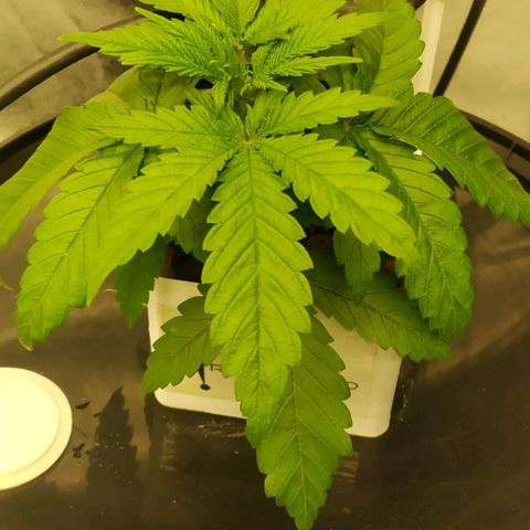 Ice Cream Cake growlog timeline photo