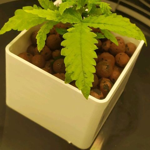 Critical Jack growlog timeline photo