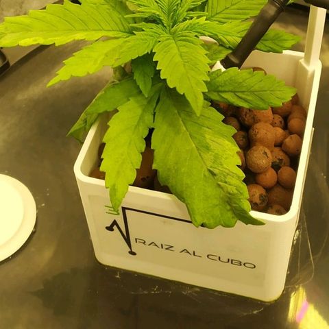 Mamba Negra growlog timeline photo