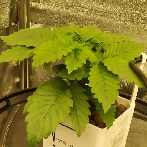 OG Kush growlog timeline photo
