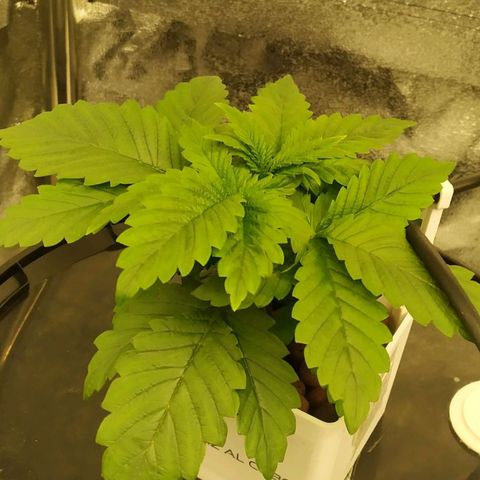 OG Kush growlog timeline photo
