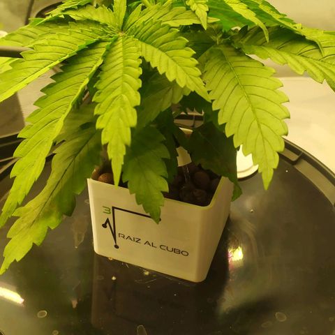 White Widow growlog timeline photo