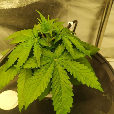 Ice Cream Cake growlog timeline photo