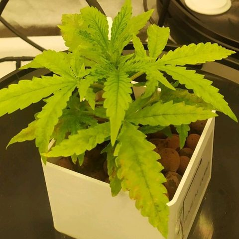 Critical Jack growlog timeline photo