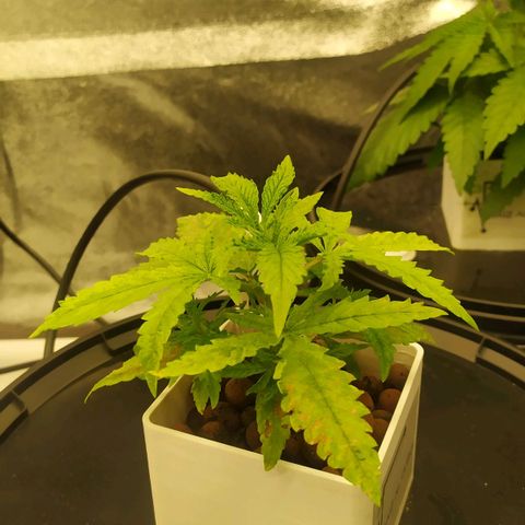 Mamba Negra growlog timeline photo