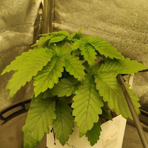 OG Kush growlog timeline photo