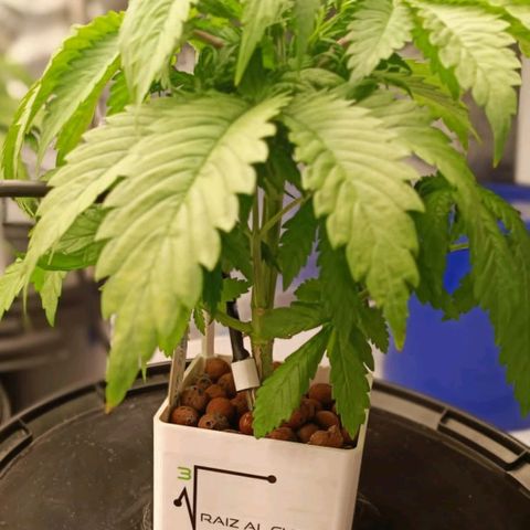 White Widow growlog timeline photo
