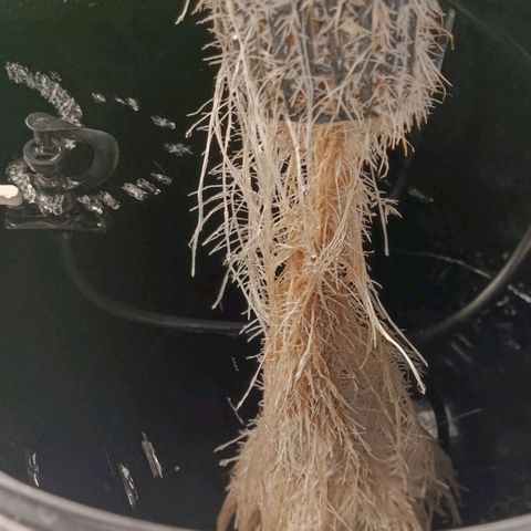 White Widow growlog timeline photo