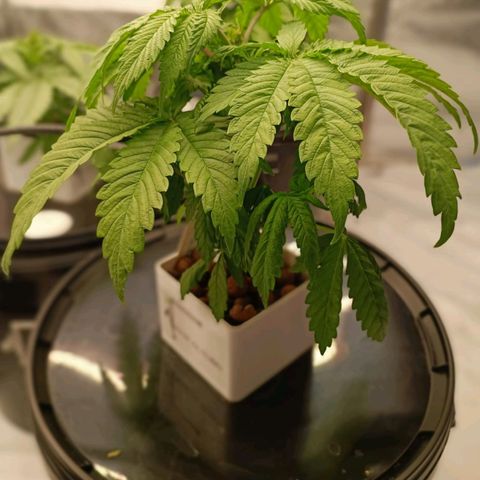 White Widow growlog timeline photo