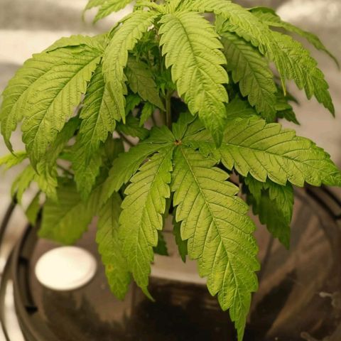Ice Cream Cake growlog timeline photo