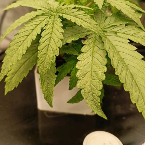 Critical Jack growlog timeline photo