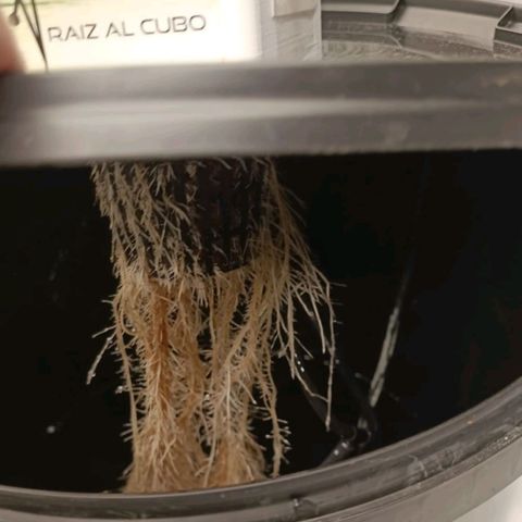 Critical Jack growlog timeline photo