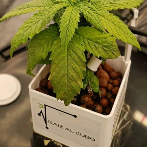 Mamba Negra growlog timeline photo