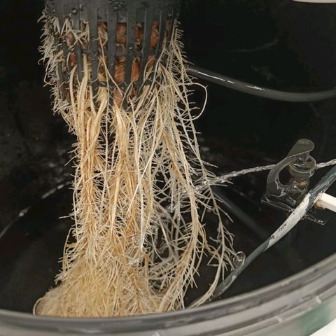 Mamba Negra growlog timeline photo