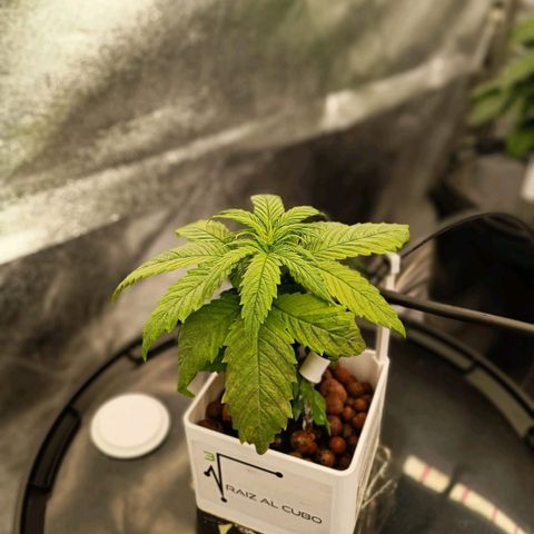 Mamba Negra growlog timeline photo
