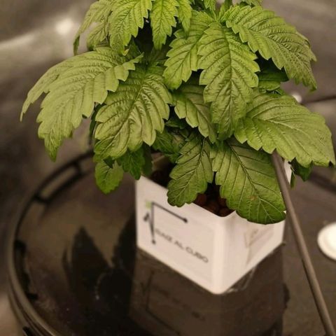 OG Kush growlog timeline photo