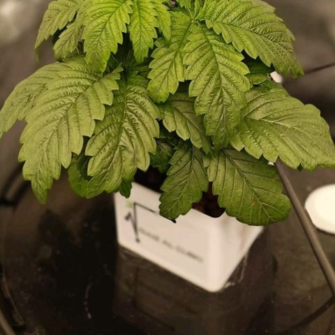 OG Kush growlog timeline photo