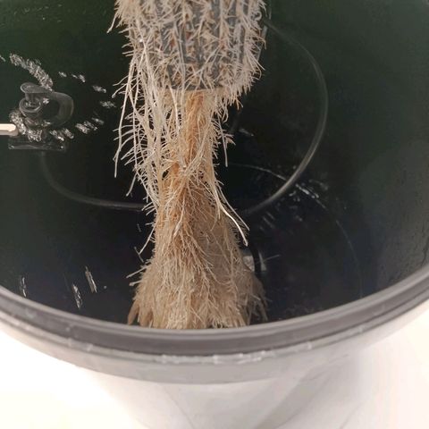 OG Kush growlog timeline photo