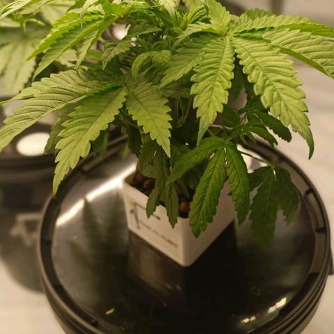 White Widow growlog timeline photo