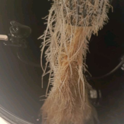 White Widow growlog timeline photo