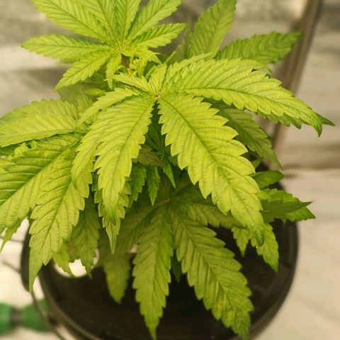 Ice Cream Cake growlog timeline photo