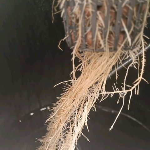 Ice Cream Cake growlog timeline photo