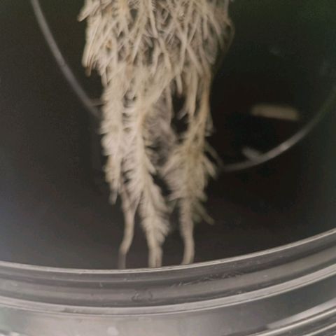 Critical Jack growlog timeline photo