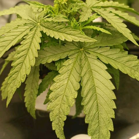 Critical Jack growlog timeline photo