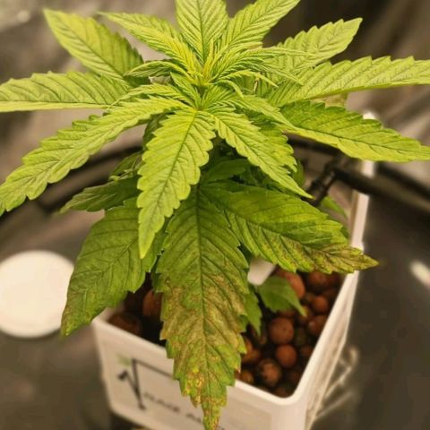 Mamba Negra growlog timeline photo
