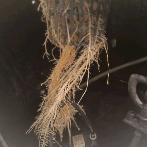 Mamba Negra growlog timeline photo
