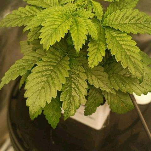 OG Kush growlog timeline photo