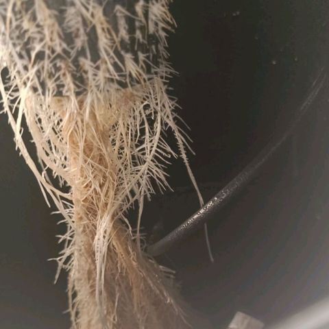 OG Kush growlog timeline photo