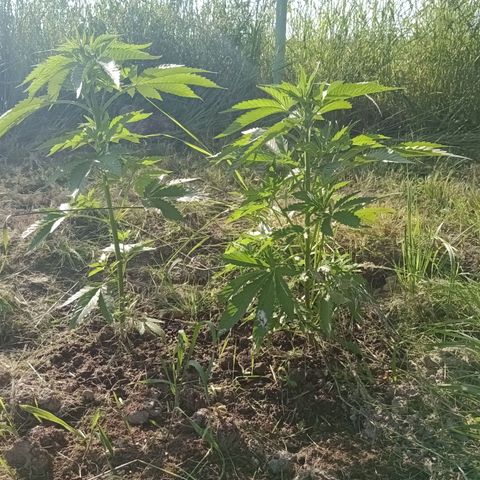Purple #1 growlog timeline photo