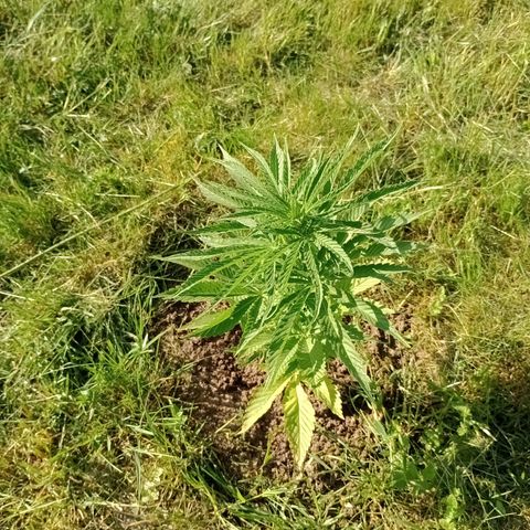 Purple #1 growlog timeline photo