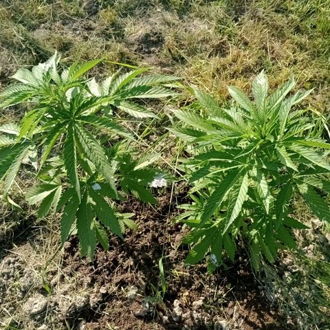 Purple #1 growlog timeline photo