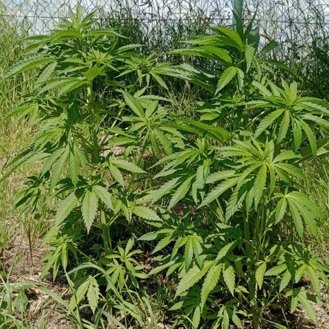 Purple #1 growlog timeline photo