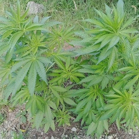 Purple #1 growlog timeline photo