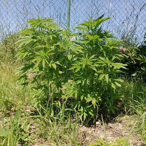 Purple #1 growlog timeline photo