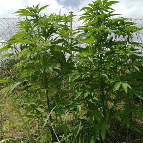 Purple #1 growlog timeline photo